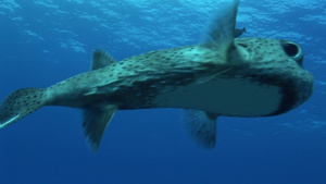 海底动物大头鱼背景视频5秒视频