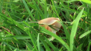 蜗牛在青草上爬行8秒视频