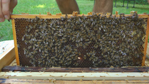 蜂蜜提取过程10秒视频