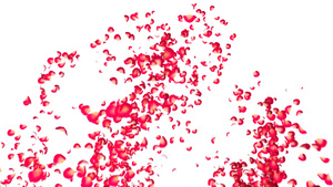 用红玫瑰花瓣做的心10秒视频