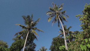 棕榈树12秒视频