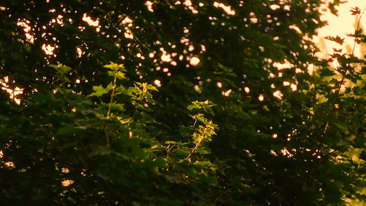 黄昏时的树叶视频