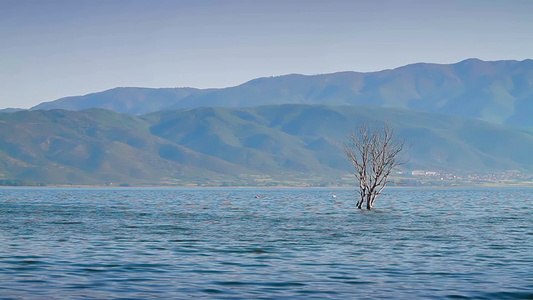 平静的湖面中有一株淹没的植被视频