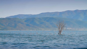 平静的湖面中有一株淹没的植被20秒视频