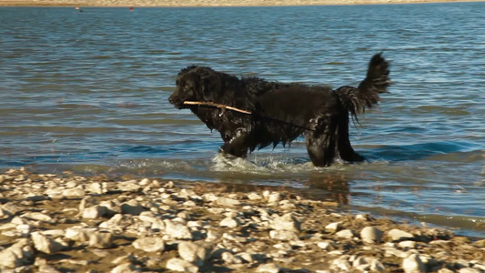纽芬兰狗在河边玩耍视频
