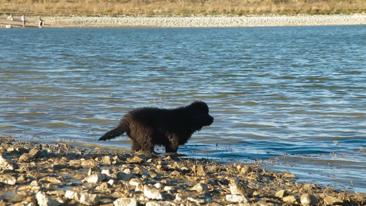 纽芬兰狗在水里玩视频