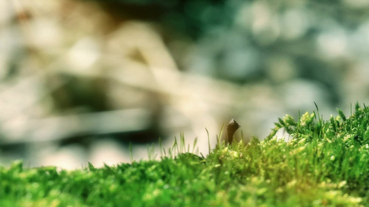 春天的苔藓绿色生命力视频