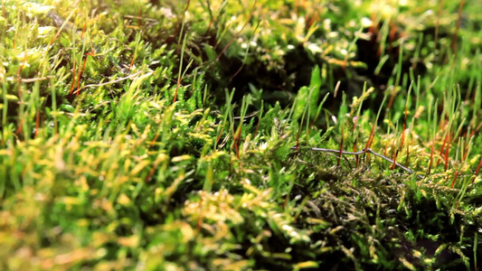 春天的苔藓视频