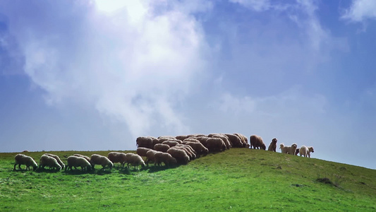 在丘陵上放牧的羊群视频