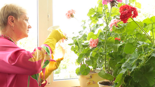 退休的祖母在给花浇水视频