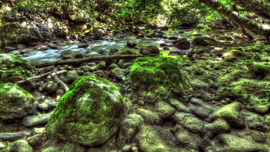野外丛林溪水岩石苔藓绿植视频