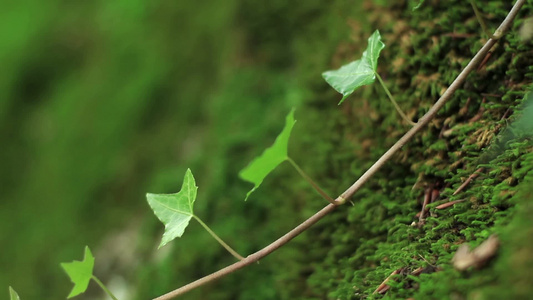 苔藓上的常春藤[苔鲜]视频