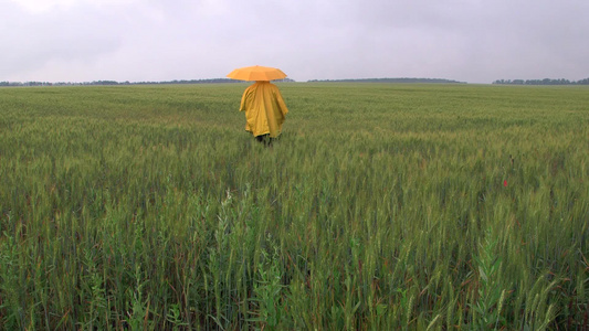 阴雨天气农民撑伞穿过田地背影视频