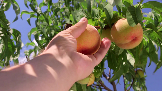 男园丁在果园里摘桃子视频