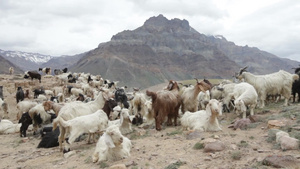 在斯皮蒂山谷放牧山羊33秒视频