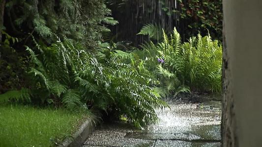 暴雨袭击下的绿植视频