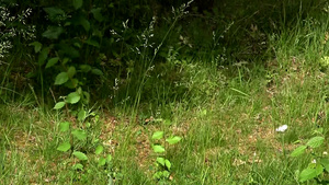草丛里的斑尾林鸽5秒视频