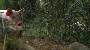 小猪在树林里觅食46秒视频