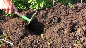 在土地里栽种植物16秒视频