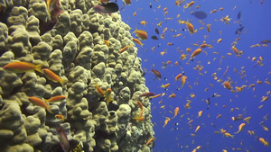 珊瑚礁中有大量的海洋生物16秒视频