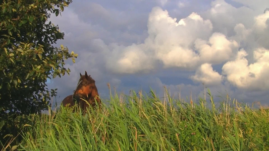 草地上的骏马[绿茵茵]视频