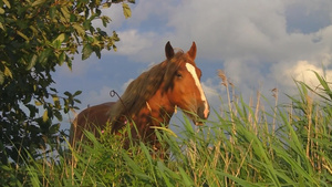 一匹马站在碧草蓝天下休息13秒视频