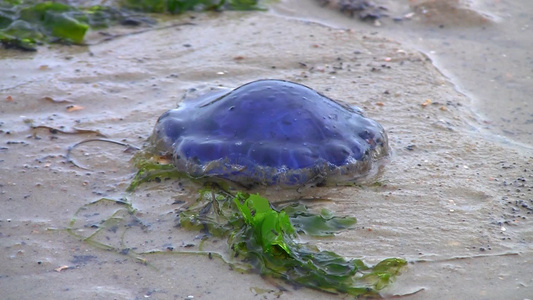 沙滩上的水母[海月水母]视频