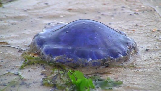 海滩上的水母[海月水母]视频