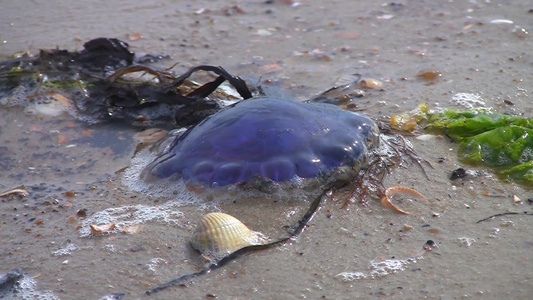 海滩上的水母[海月水母]视频