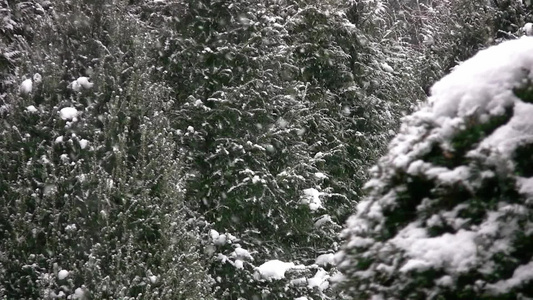 下雪天的松树林视频