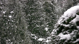 下雪天的松树林19秒视频