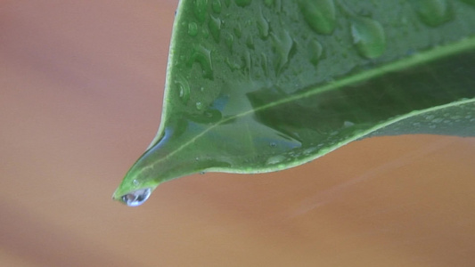 绿叶上的雨滴滴落视频