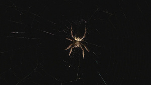 织网的大蜘蛛11秒视频