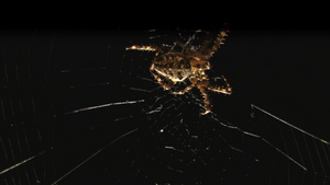 蛛网上的蜘蛛6秒视频
