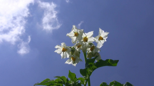 开花的马铃薯[孕蕾]视频