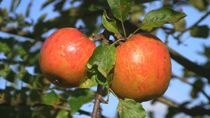 阳光照射在成熟的苹果上10秒视频