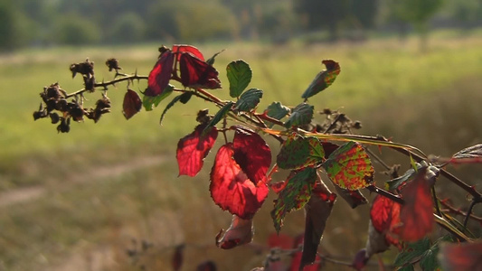秋季乡村路边枯萎凋零玫瑰花朵视频