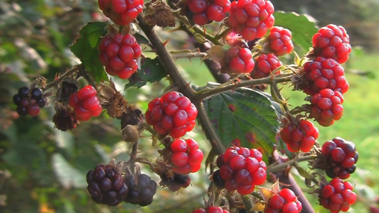 秋天阳光下红色的果实[树结]视频