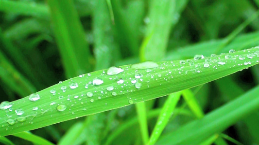 雨天叶子上的水滴特写视频