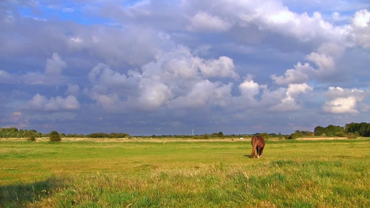骏马放牧在阳光下的草地上视频