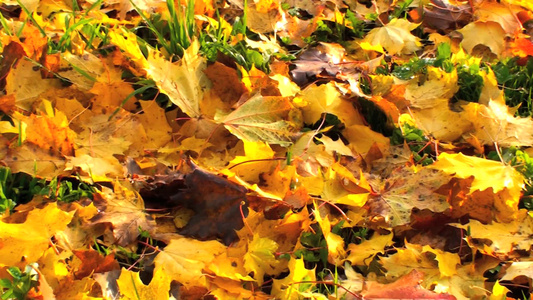 秋天地上的枫叶落叶[歪倒]视频