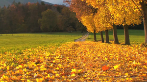 秋天的地上落满金色的树叶11秒视频