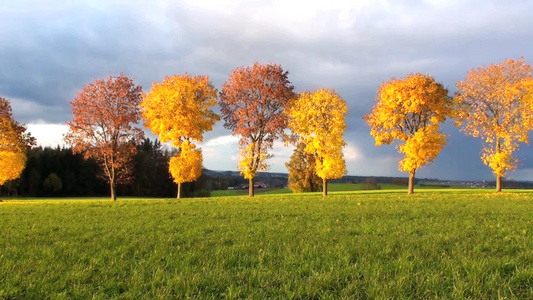 绿色的草地和远处金黄的树叶视频