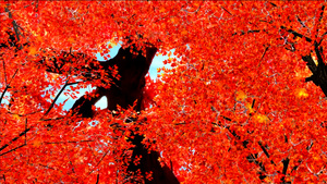 秋天从树上落下的枫叶10秒视频