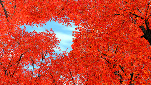红色的枫树在风中摇动10秒视频