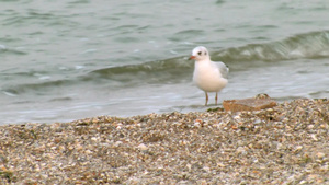 海鸥站在沙滩上一阵海浪向它拍来14秒视频