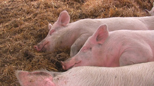 农场上睡觉的猪10秒视频