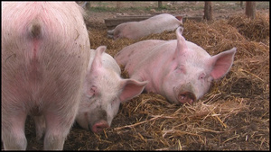 农庄里酣睡的猪11秒视频