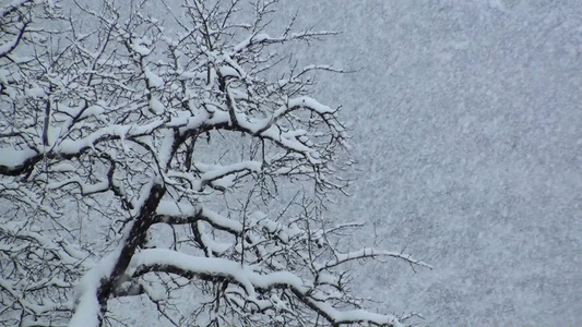 冬季下雪时的森林[森里]视频