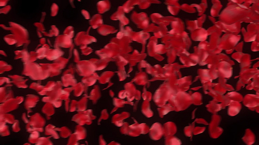 飘动的红色玫瑰花瓣视频